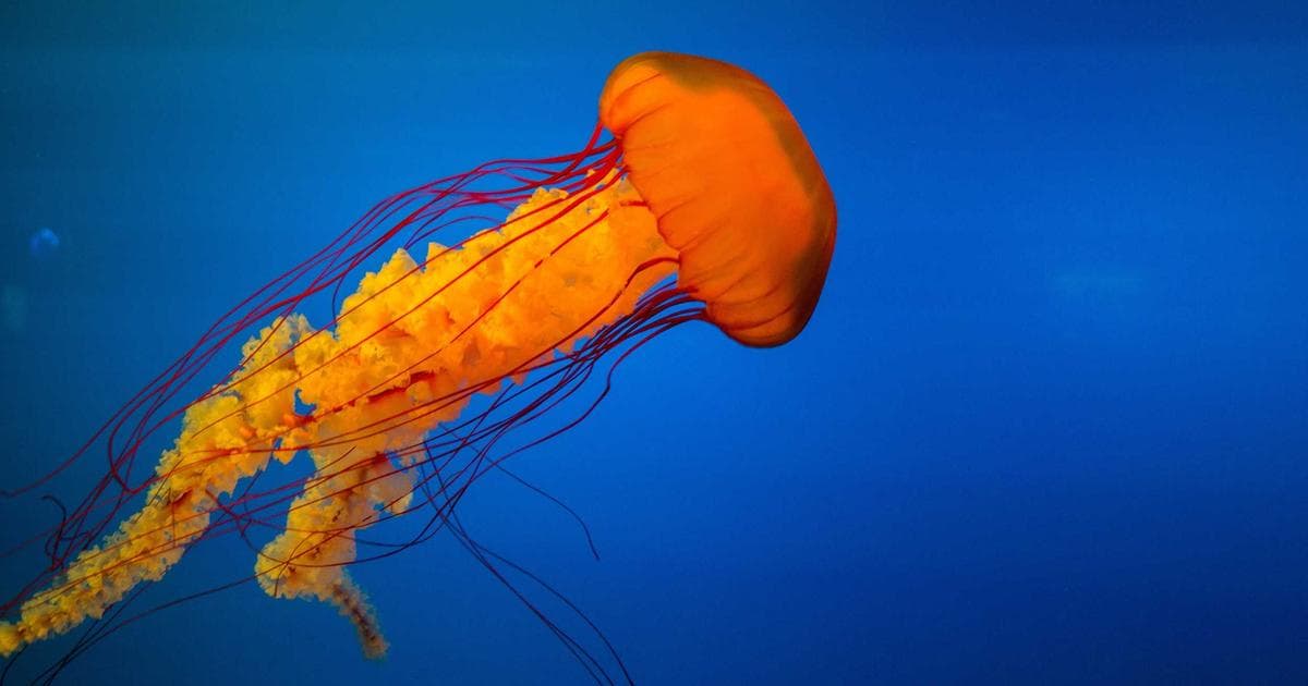 Sentry发布iOS SDK 12.10.0,增强批处理支持 - 文章封面图