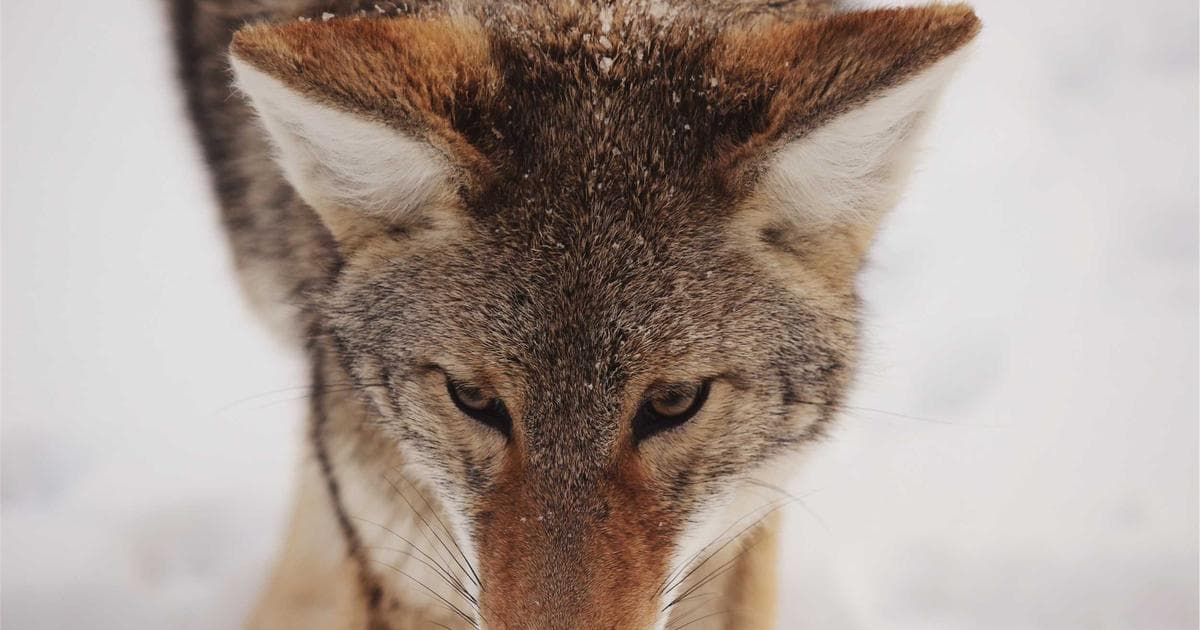 Substack融资1亿估值11亿 订阅破500万 - 文章封面图