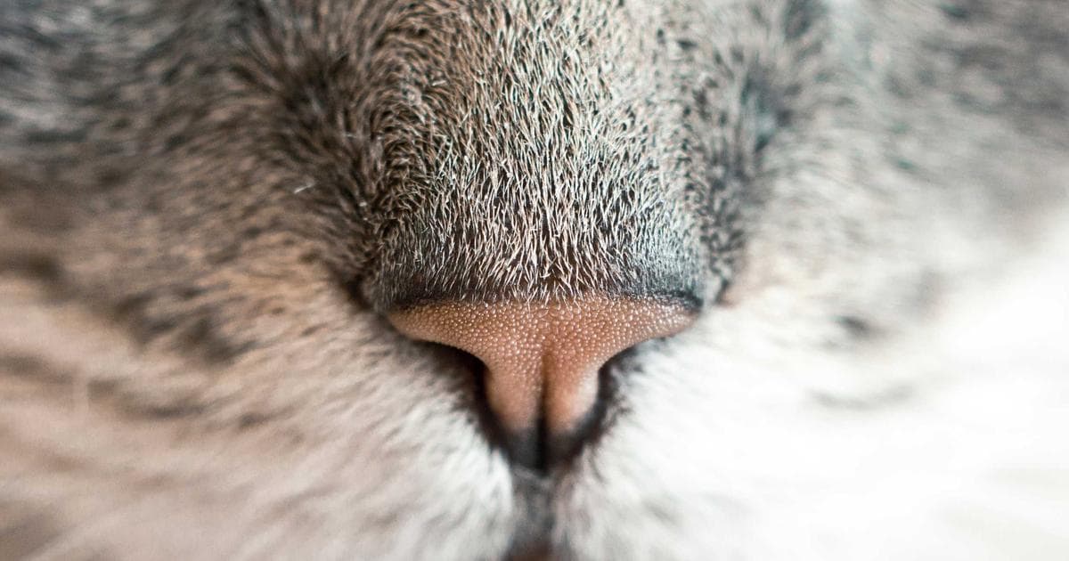 2026年2月10日WPS Office发布AI集成新版v12.8.2 - 文章封面图